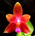 Phal. Princess Kaiulani 'Angel Orchids'2